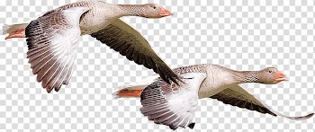 Flying geese transparent background PNG clipart