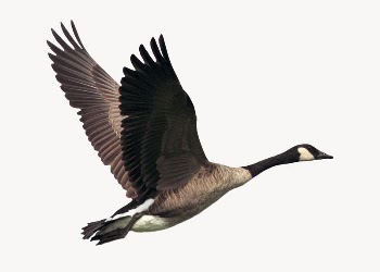 Flying goose, bird, animal isolated | Free Photo - rawpixel