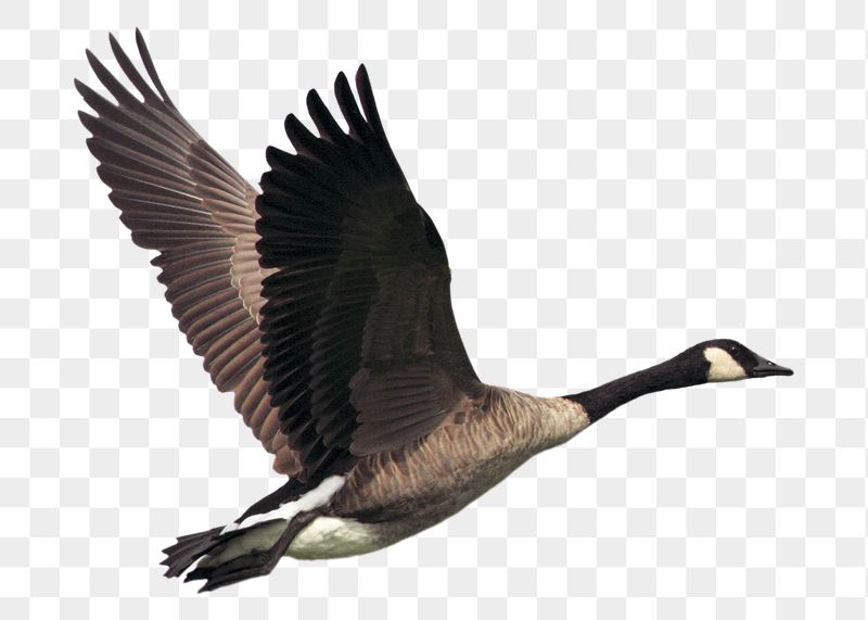 Flying goose png sticker, animal | Free PNG - rawpixel