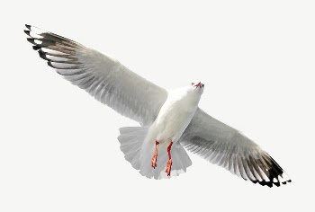 Flying gull bird collage element | Free PSD - rawpixel