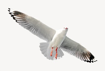Flying gull bird  isolated | Free Photo - rawpixel