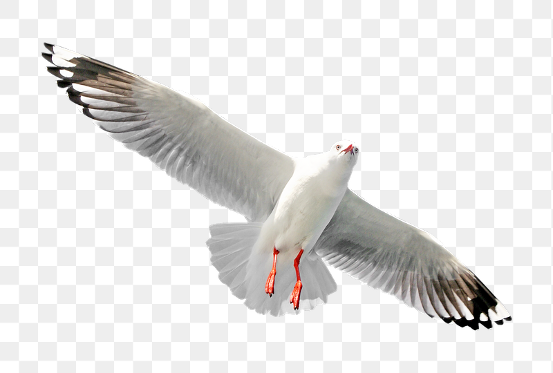 Flying gull bird png sticker, | Free PNG - rawpixel