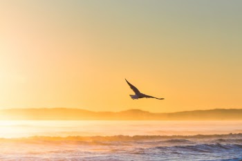 Flying gull in epic sunshine