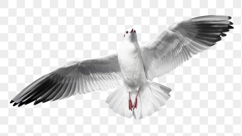 Flying gull png sticker, bird | Free PNG - rawpixel