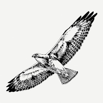 Flying hawk drawing, animal vintage | Free PSD - rawpixel