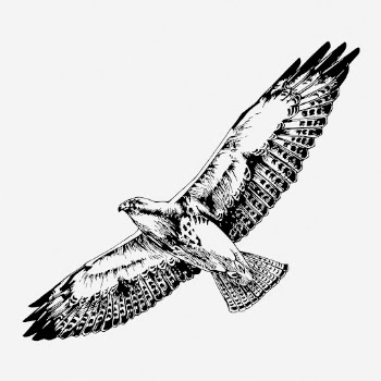 Flying hawk drawing, vintage animal | Free Photo - rawpixel