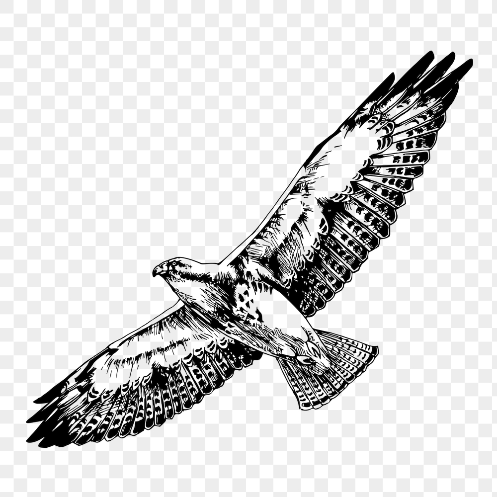 Flying hawk png sticker, animal | Free PNG - rawpixel