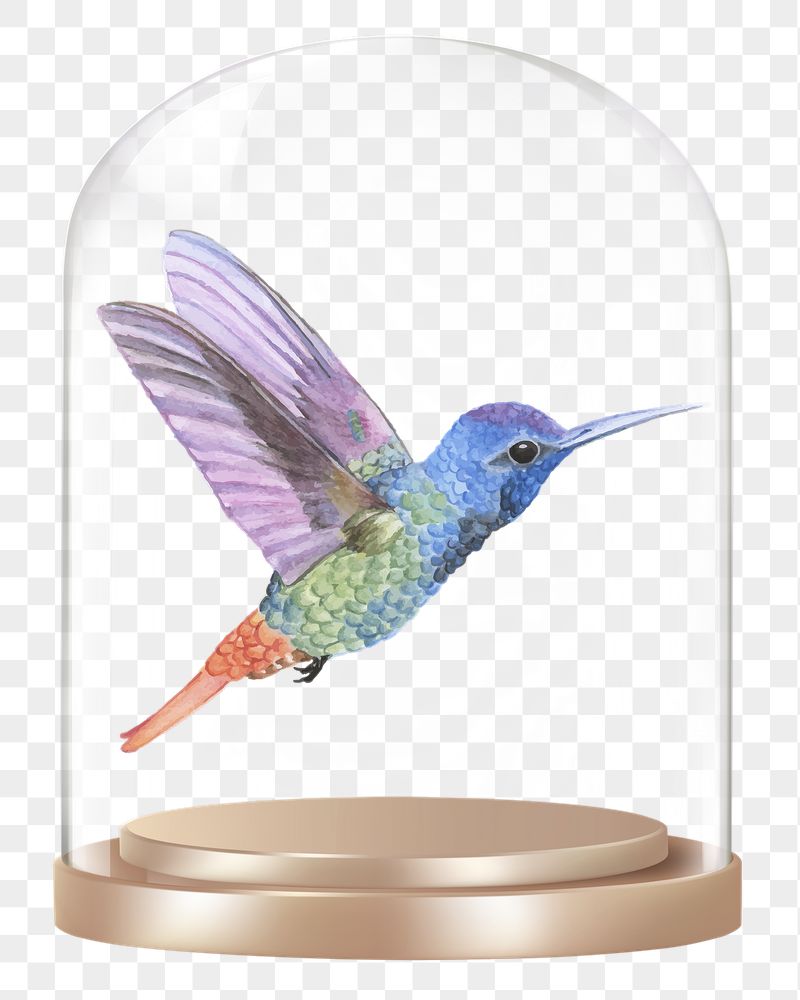 Flying hummingbird png glass dome | Free PNG - rawpixel