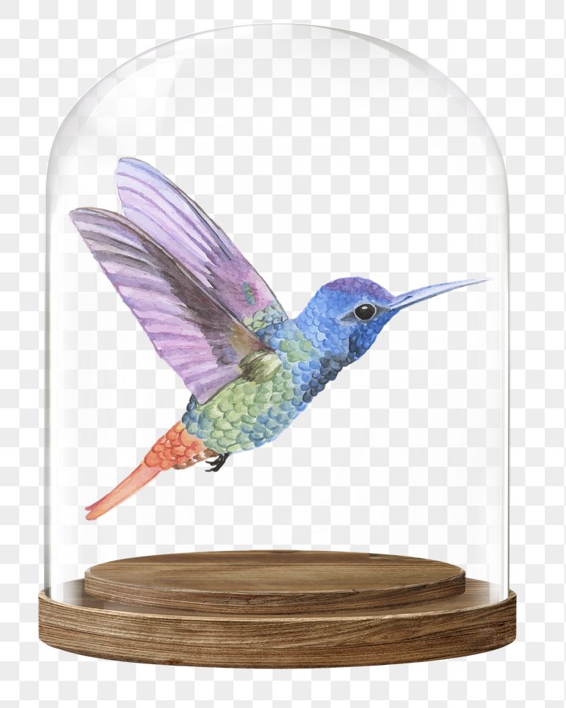 Flying hummingbird png glass dome | Free PNG - rawpixel
