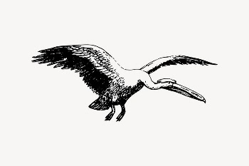 Flying pelican clipart, bird illustration | Free Vector Illustration - rawpixel