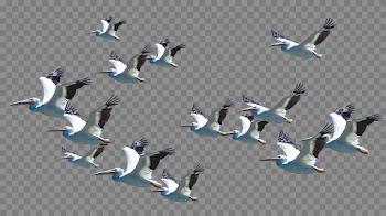 Flying Pelican PNG Download Image
