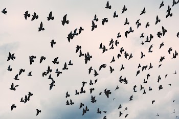 Flying pidgeons