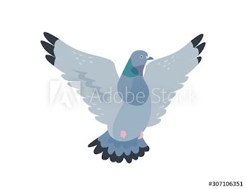 Flying pigeon flat vector illustration