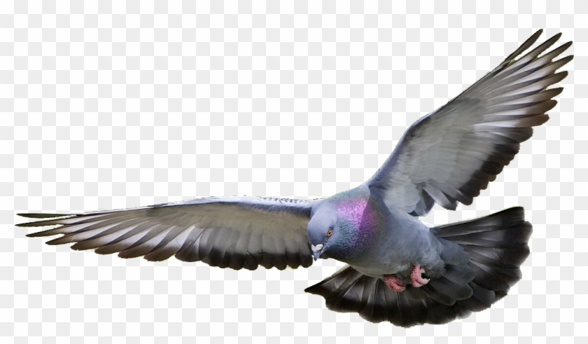 Flying Pigeon Png - Pigeon Png