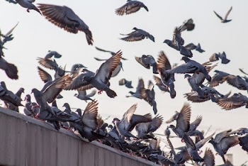 Flying Pigeons