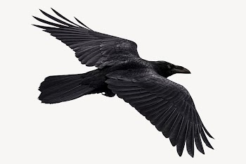 Flying Raven bird, animal collage | Free PSD - rawpixel