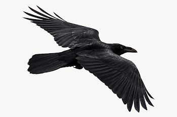 Flying Raven bird, isolated on white | Free Photo - rawpixel