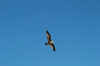 Flying Seagull