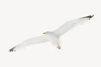 Flying seagull collage element, animal | Free PSD - rawpixel