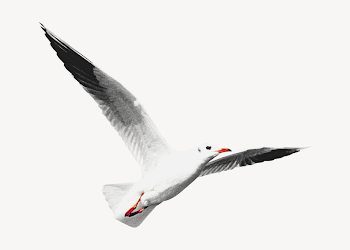 Flying seagull collage element, animal | Free PSD - rawpixel