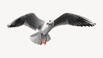 Flying seagull collage element, animal | Free PSD - rawpixel