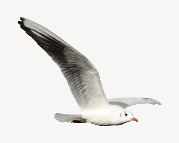 Flying seagull collage element psd | Free PSD - rawpixel