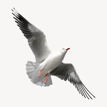 Flying seagull collage element psd | Free PSD - rawpixel