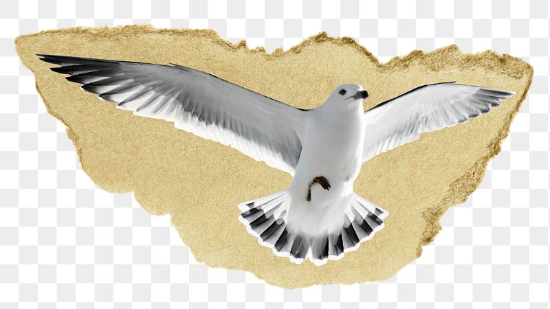 Flying seagull png ripped paper | Free PNG - rawpixel