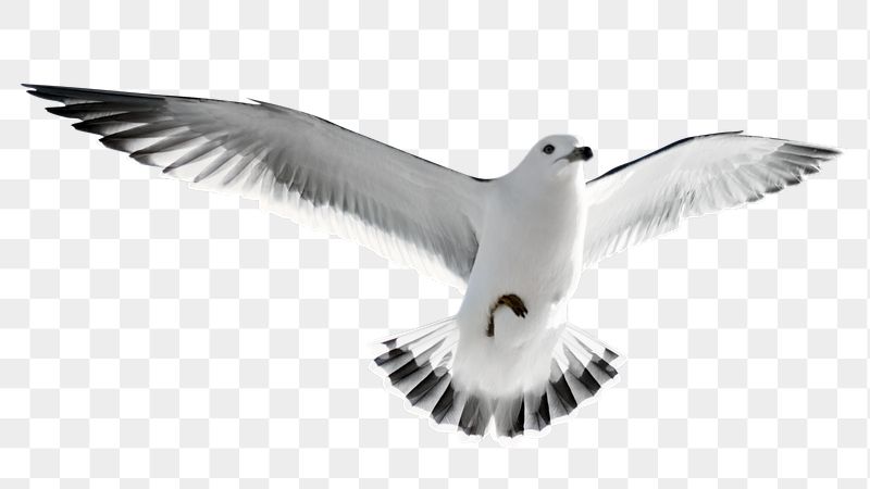 Flying seagull png sticker, bird, | Free PNG - rawpixel