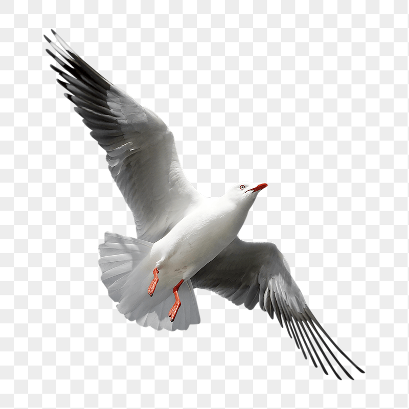 Flying seagull png sticker, transparent | Free PNG - rawpixel