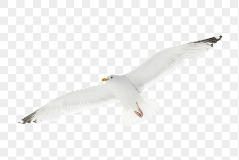 Flying seagull png sticker, transparent | Free PNG - rawpixel