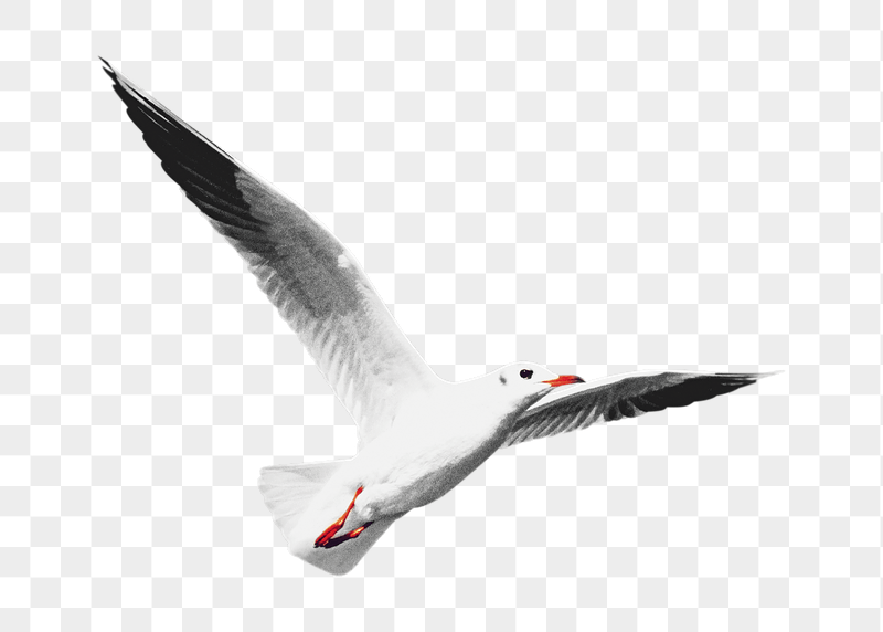 Flying seagull png sticker, transparent | Free PNG - rawpixel