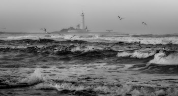 Flying Seagulls Above Ocean