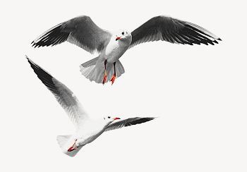 Flying seagulls collage element, animal | Free PSD - rawpixel