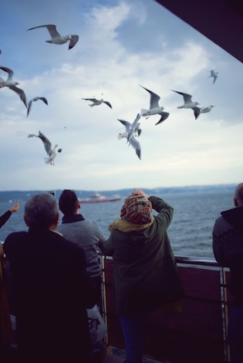 Flying Seagulls over Body of Water