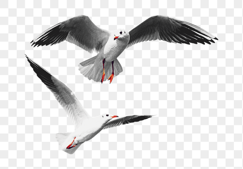 Flying seagulls png sticker, transparent | Free PNG - rawpixel