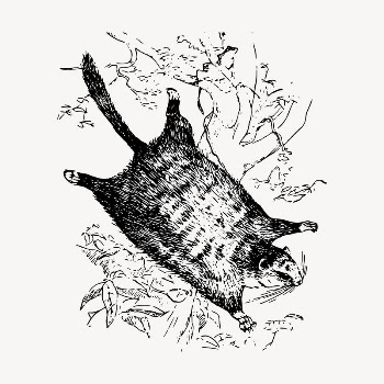 Flying squirrel clipart, vintage animal | Free Vector - rawpixel