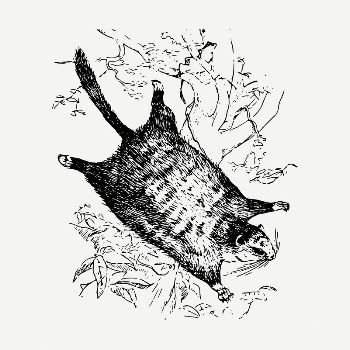 Flying squirrel drawing, vintage animal | Free PSD - rawpixel