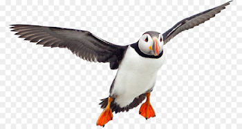 Flying V png download - 838*476 - Free Transparent Puffin png ...
