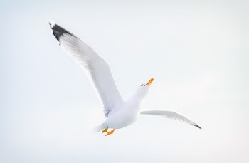 Flying White Bird