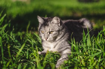 Focal Focus Photography of Silver Tabby Cat Lying on Green Grass Field