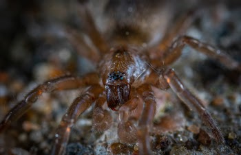 Focus Photo of Brown and Black Spider