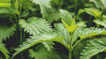 Focus Photo of Green Serrated Leafed Plant