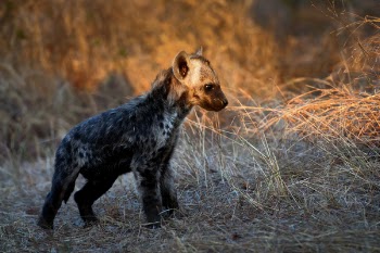 Focus Photo of Hyena Cub