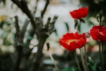 Focus Photo of Red Petaled Flowers