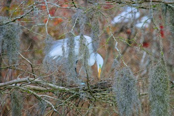 Focus Photo of White Bird on Nest