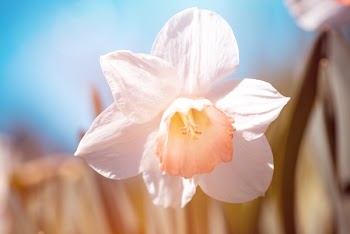 Focus Photo of White Flower
