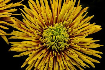focus photo of yellow cluster flower