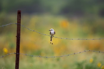 Focus Photography OF Bird