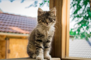 Focus Photography of Black and White Cat Sitting on Brown Wooden Surface Near Tree
